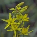 Narthecium ossifragum