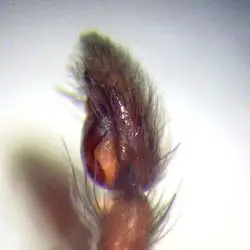 Scotophaeus blackwalli (2 de 2)