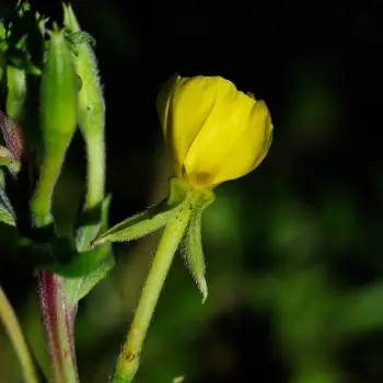 Oenothera biennis (5 de 5)