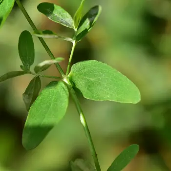Hypericum perforatum subsp. perforatum (3 de 3)