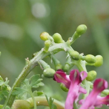 Fumaria officinalis subsp. officinalis (2 de 4)