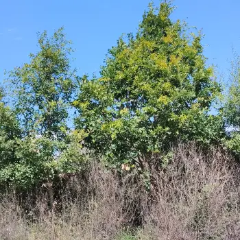 Quercus rosacea