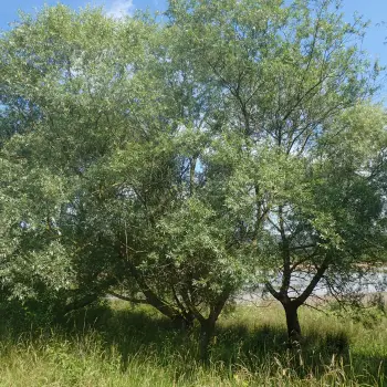 Salix alba (3 de 5)