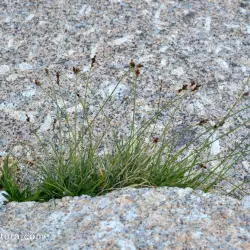 Fotografía Carex lucennoiberica (2 de 3)