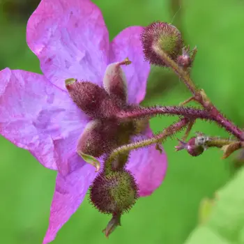 Rubus odoratus (3 de 4)