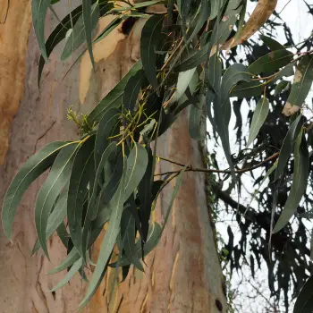 Eucalyptus globulus (3 de 4)