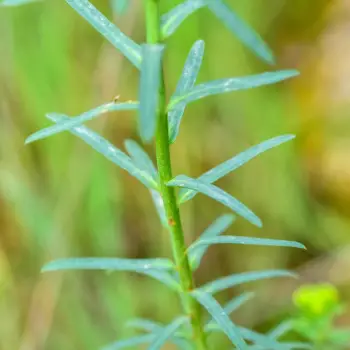Euphorbia esula (2 de 3)