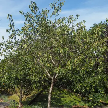 Prunus cerasus (2 de 2)