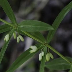 Polygonatum verticillatum