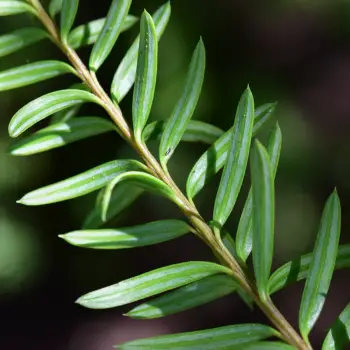 Podocarpus hallii (4 de 4)