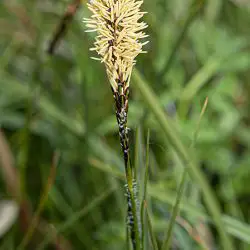 Fotografía Carex flacca Schreb (1 de 3)