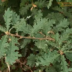 Caxigollu (Quercus x neomarei) (3 de 3)
