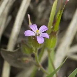 Fotografía Geranium purpureum (2 de 3)