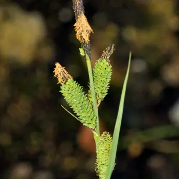 Carex elata subsp. elata