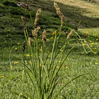Fotografía Carex paniculata subsp. lusitanica (2 de 3)