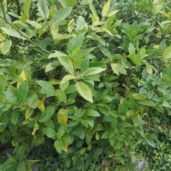 Citrus x latifolia (2 de 3)