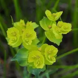 Euphorbia serrata (1 de 2)