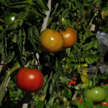 Solanum lycopersicum (4 de 4)