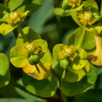 Euphorbia dendroides (3 de 3)