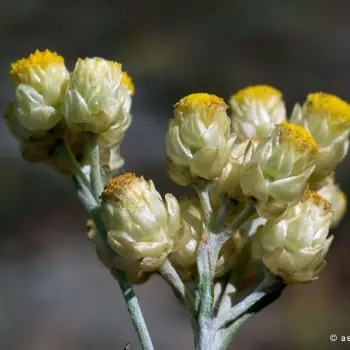 Helichrysum stoechas (1 de 3)