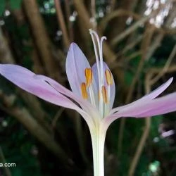 Colchicum autumnale