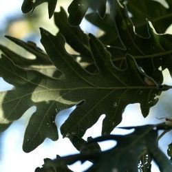 Quercus x trabutii  (2 de 3)