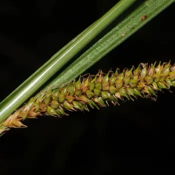 Fotografía Carex camposii subsp. camposii (2 de 6)