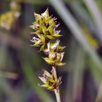Carex muricata (3 de 5)