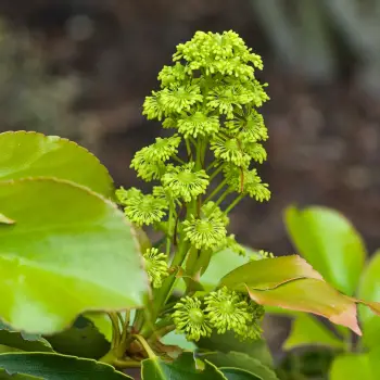 Trochodendron aralioides (1 de 4)