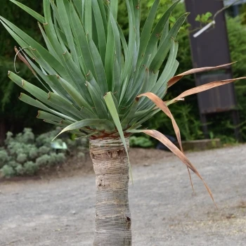 Dracaena draco (1 de 3)