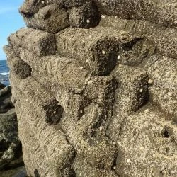 Rocas y fósiles