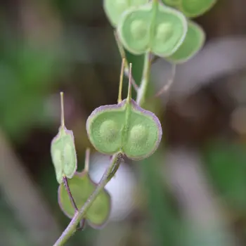 Biscutella auriculata (2 de 4)