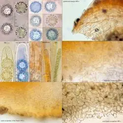 Gallery Lamprospora tuberculatella Seaver (2 de 3)