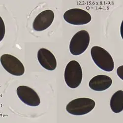 Anthostomella conorum (Fuckel) Sacc. (2 de 3)