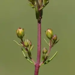 Hypericum hyssopifolium (3 de 3)