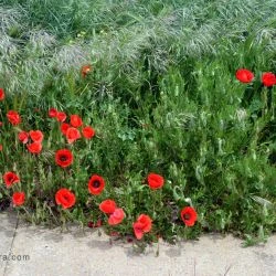 Papaver rhoeas