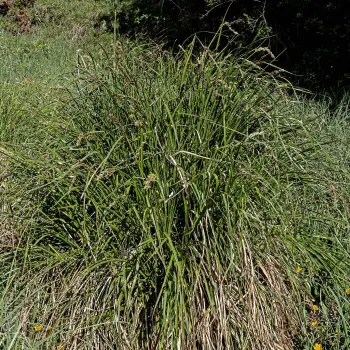 Fotografía Carex paniculata subsp. lusitanica (1 de 3)