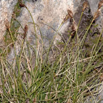 Fotografía Carex curvula subsp. curvula (5 de 6)