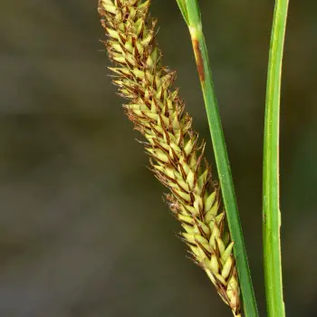 Carex acutiformis (5 de 6)