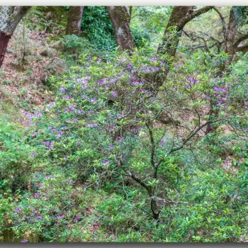 Fotografía Rhododendron ponticum subsp. baeticum (2 de 4)