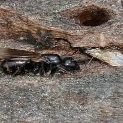Fotografía Camponotus vagus (2 de 2)