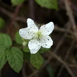 Fotografía Rubus lainzii (1 de 3)