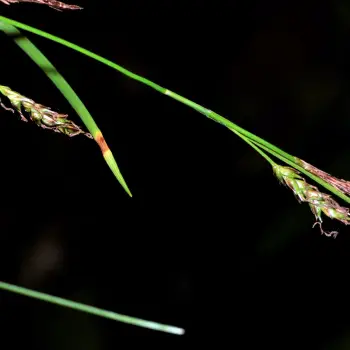 Carex caudata (4 de 6)