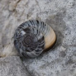 Pyrenaearia cantabrica