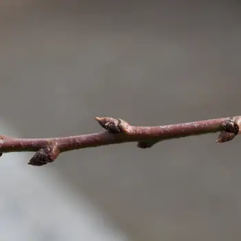 Prunus armeniaca 'Bucida' (1 de 4)