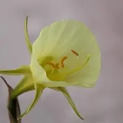 Amaryllidaceae