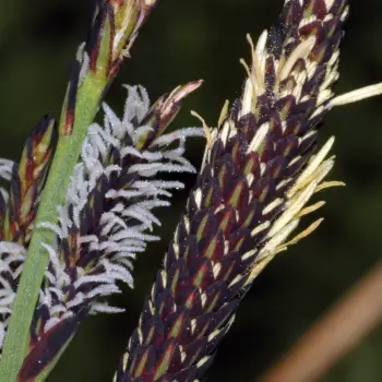 Carex reuteriana