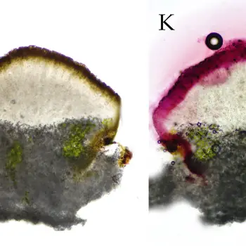 Variospora placidia (A. Massal.) Cl. Roux (4 de 6)