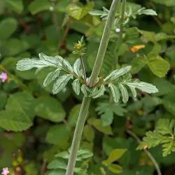 Centranthus calcitrapae (2 de 2)