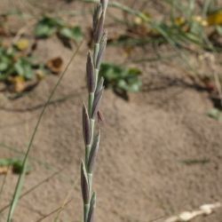 Fotografía Elymus farctus subsp. boreoatlanticus (1 de 3)